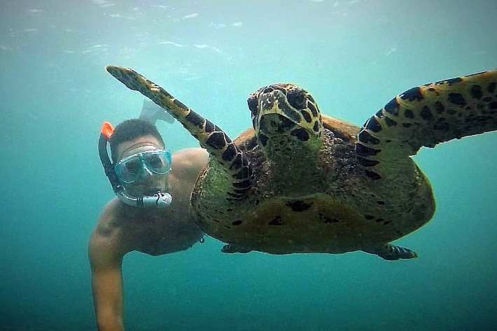 Поплавать с черепахами. Поплавать с черепахами. Акумаль мексика черепахи. Поплавать с черепахами. Marsa alam снорклинг.