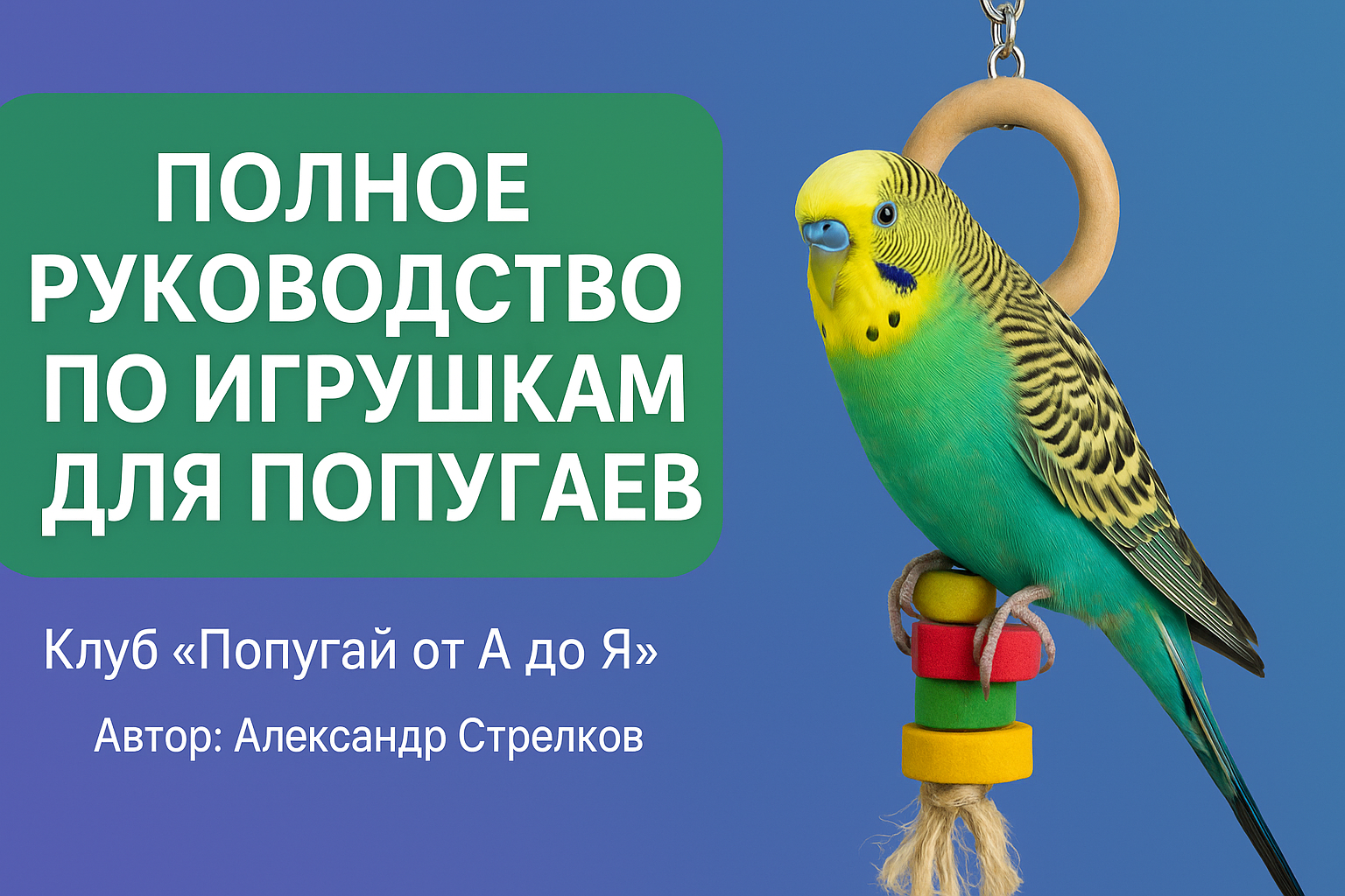 Попугай с игрушками - правильный уход