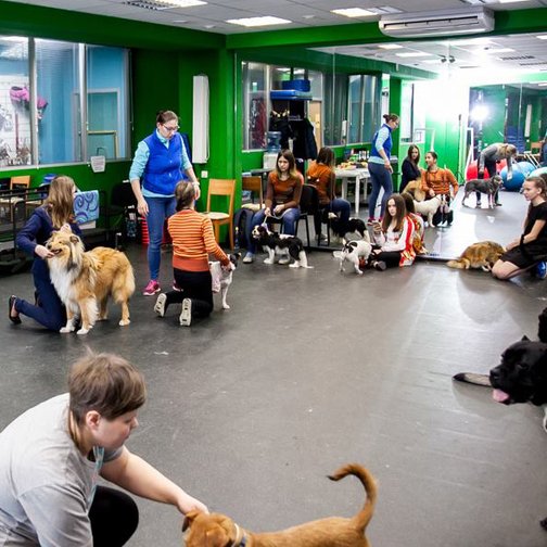 собачья школа в москве