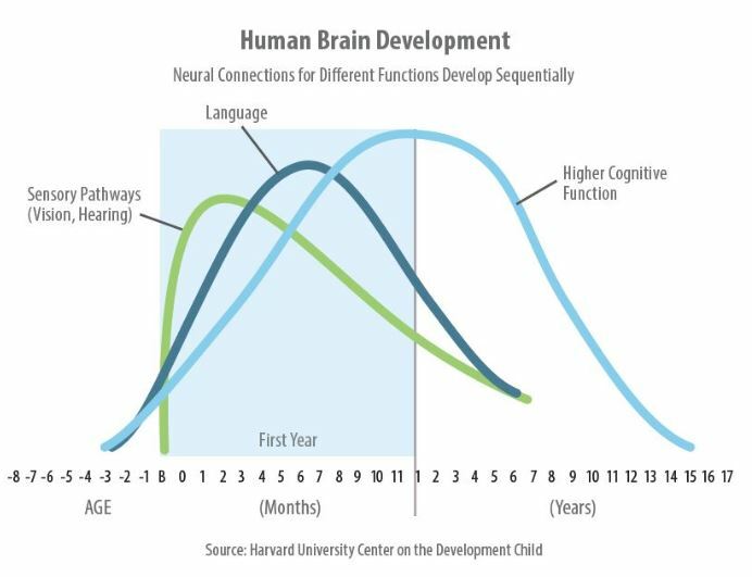 Какие функции мозга развиваются до рождения и в первые месяцы и годы жизни