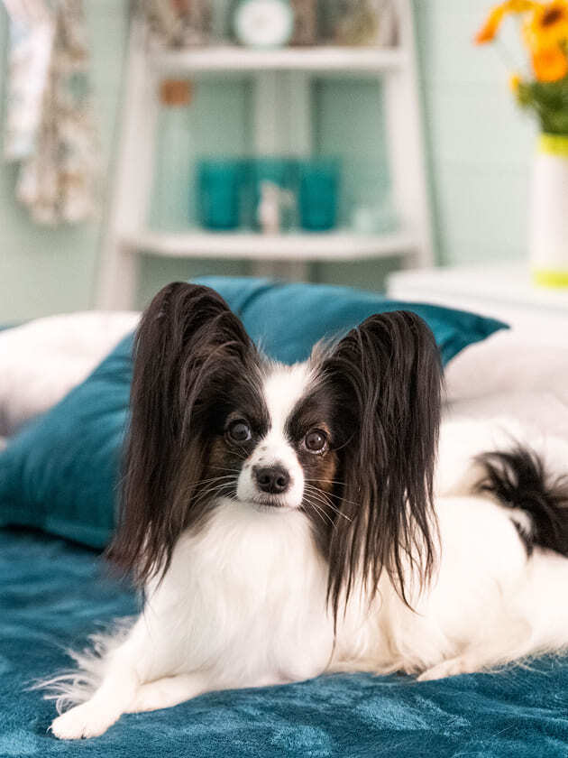 папийон на голубых подушках