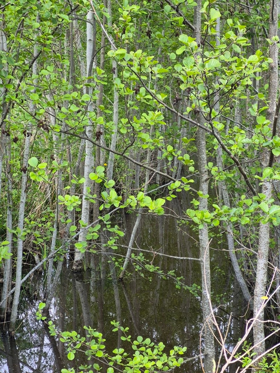 🌳