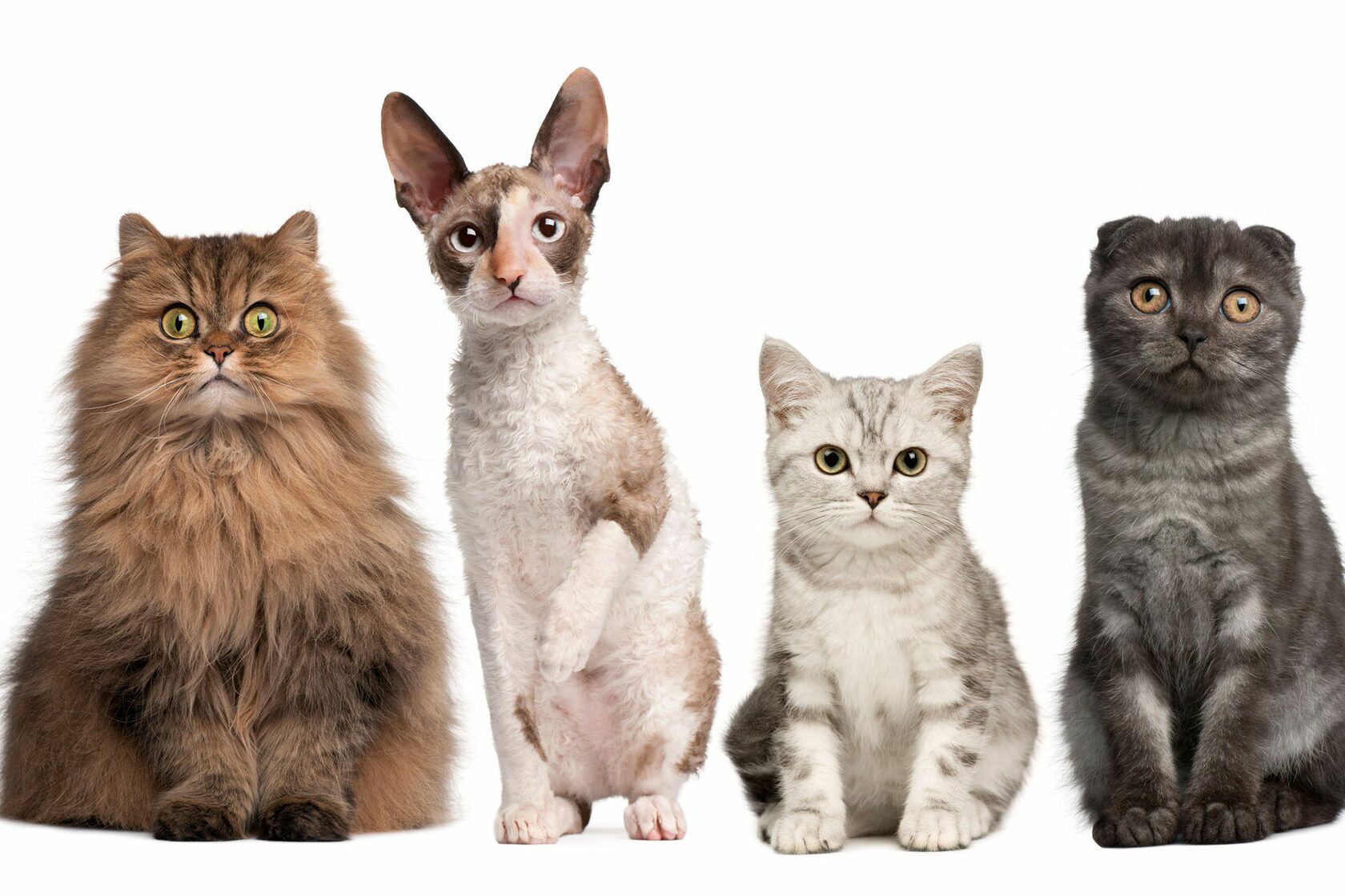 Различные породы кошек