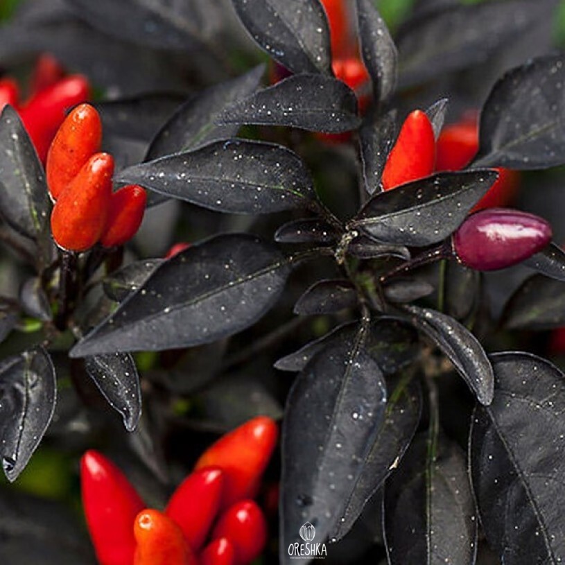 Seeds of Hot pepper Explosive ember (Capsicum) — 5 pcs