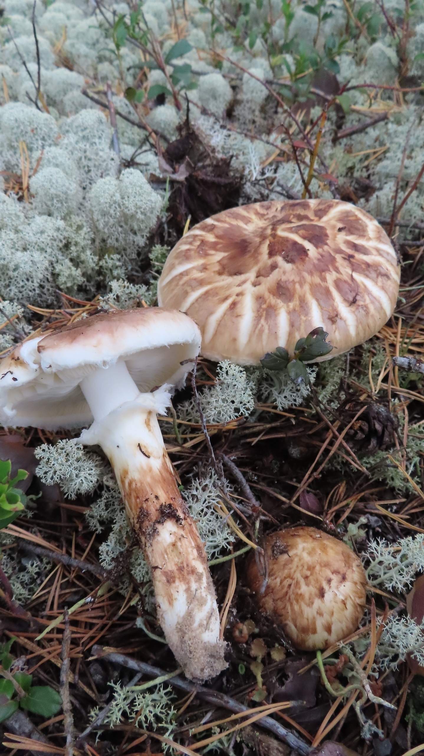Мацутаке (Tricholoma matsutake).