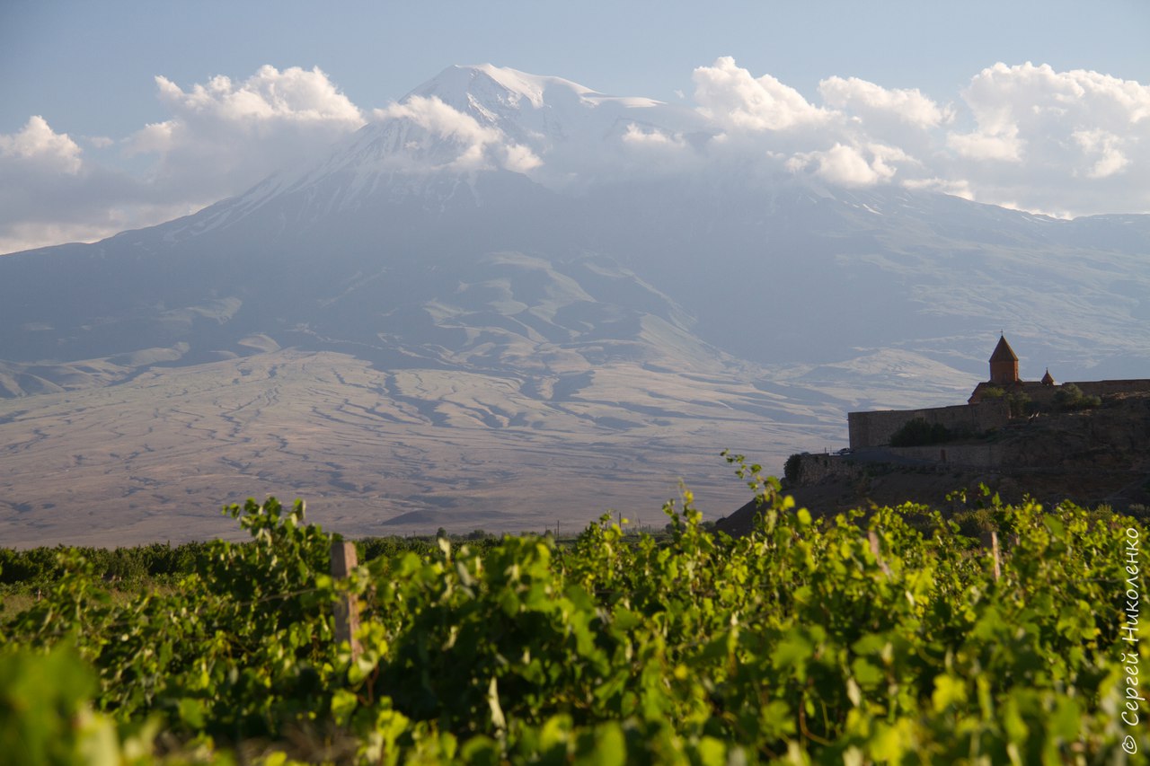 Армения гора Арарат виноград