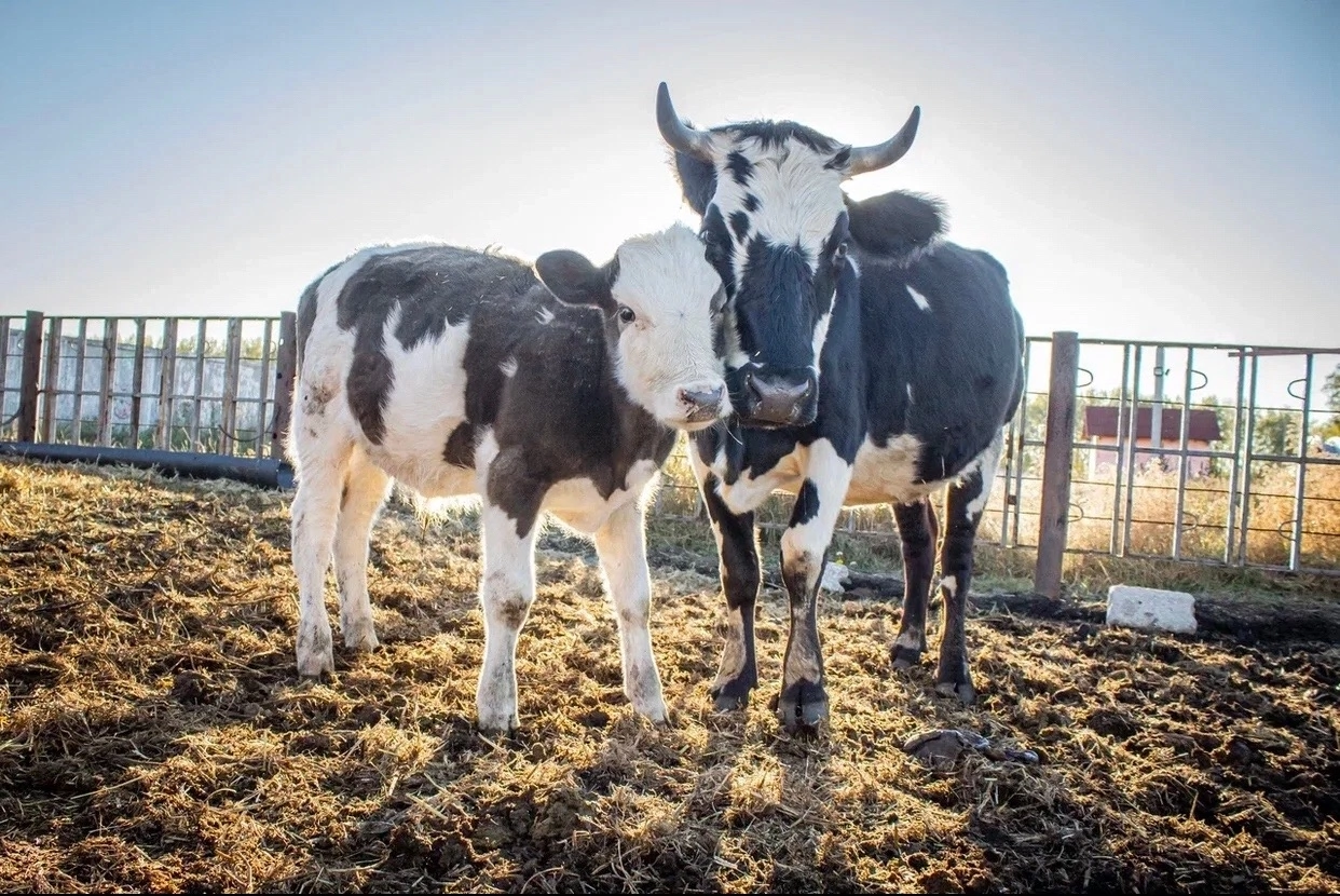 Планета коров омск. Планета коров, село усть-заостровка. Сельское хозяйство беларуси. Планета коров. Планета коров экоферма омск.