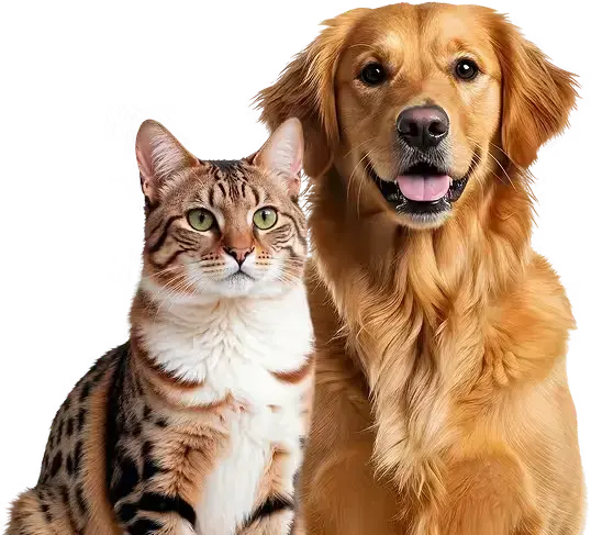 Собака и кошка