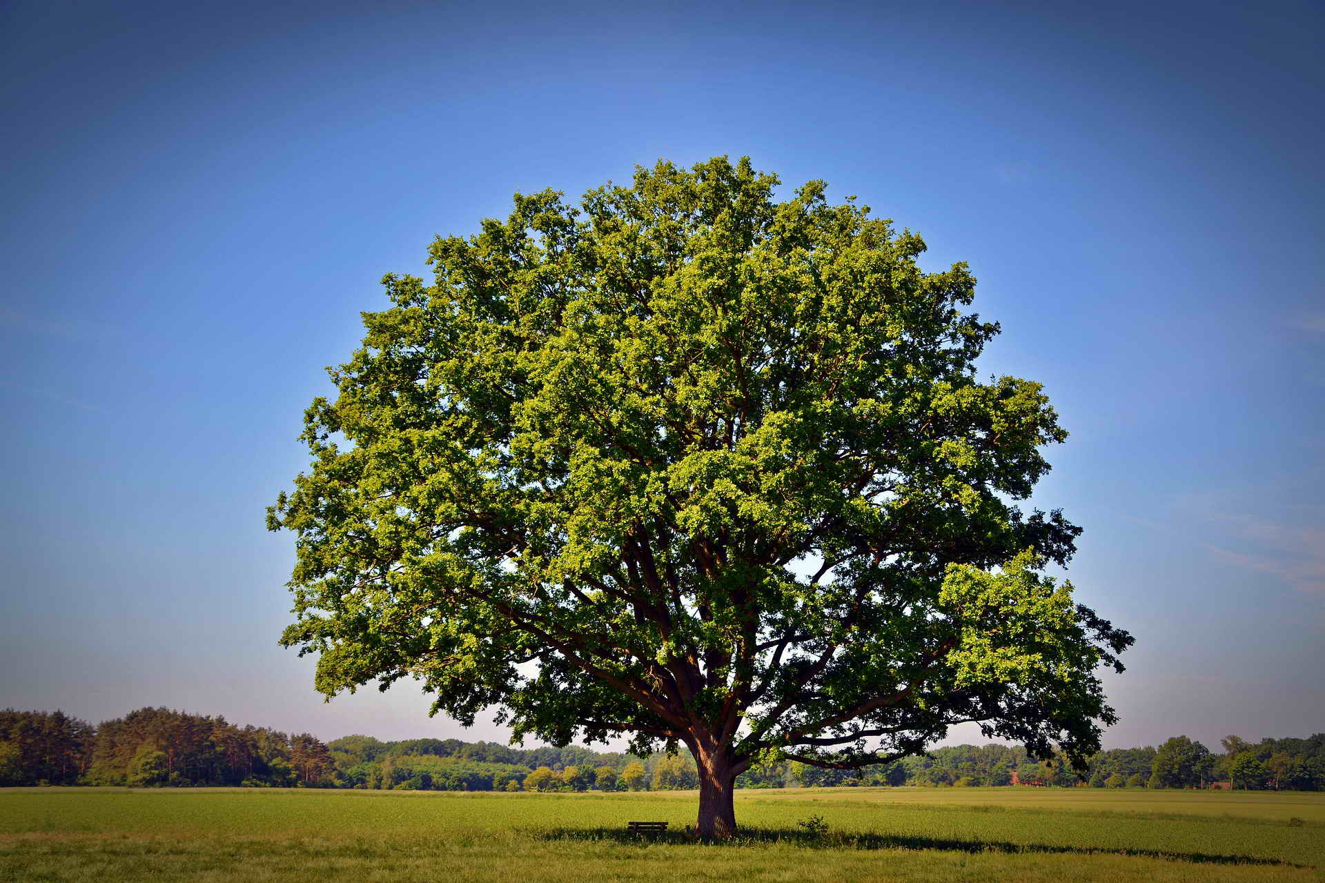 Oak Moka дерево