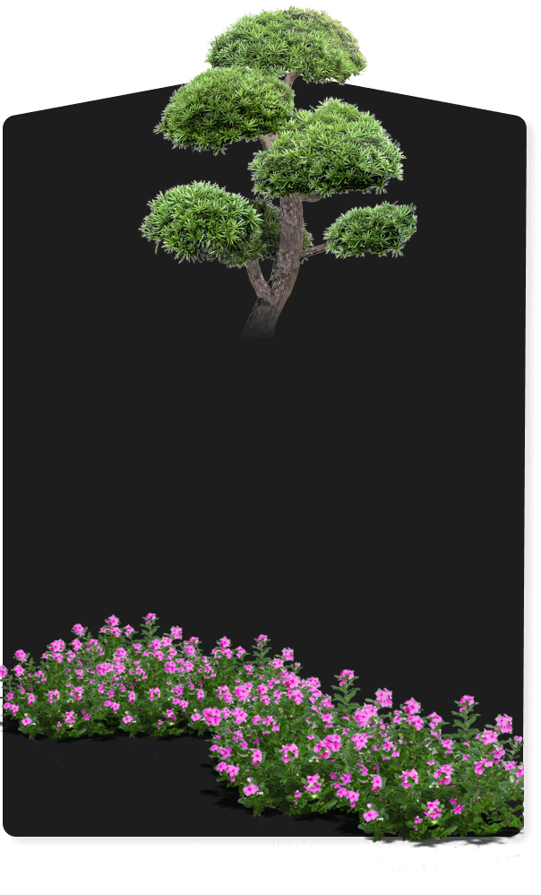 Озеленение дачного участка СПб