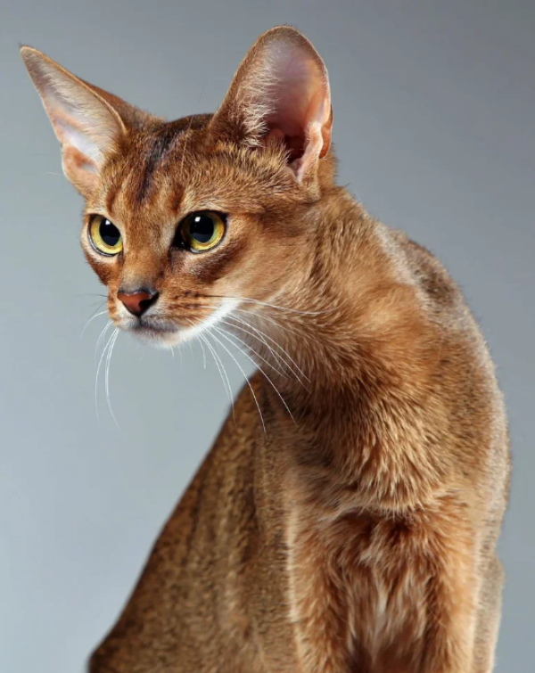 Абиссинская кошка
