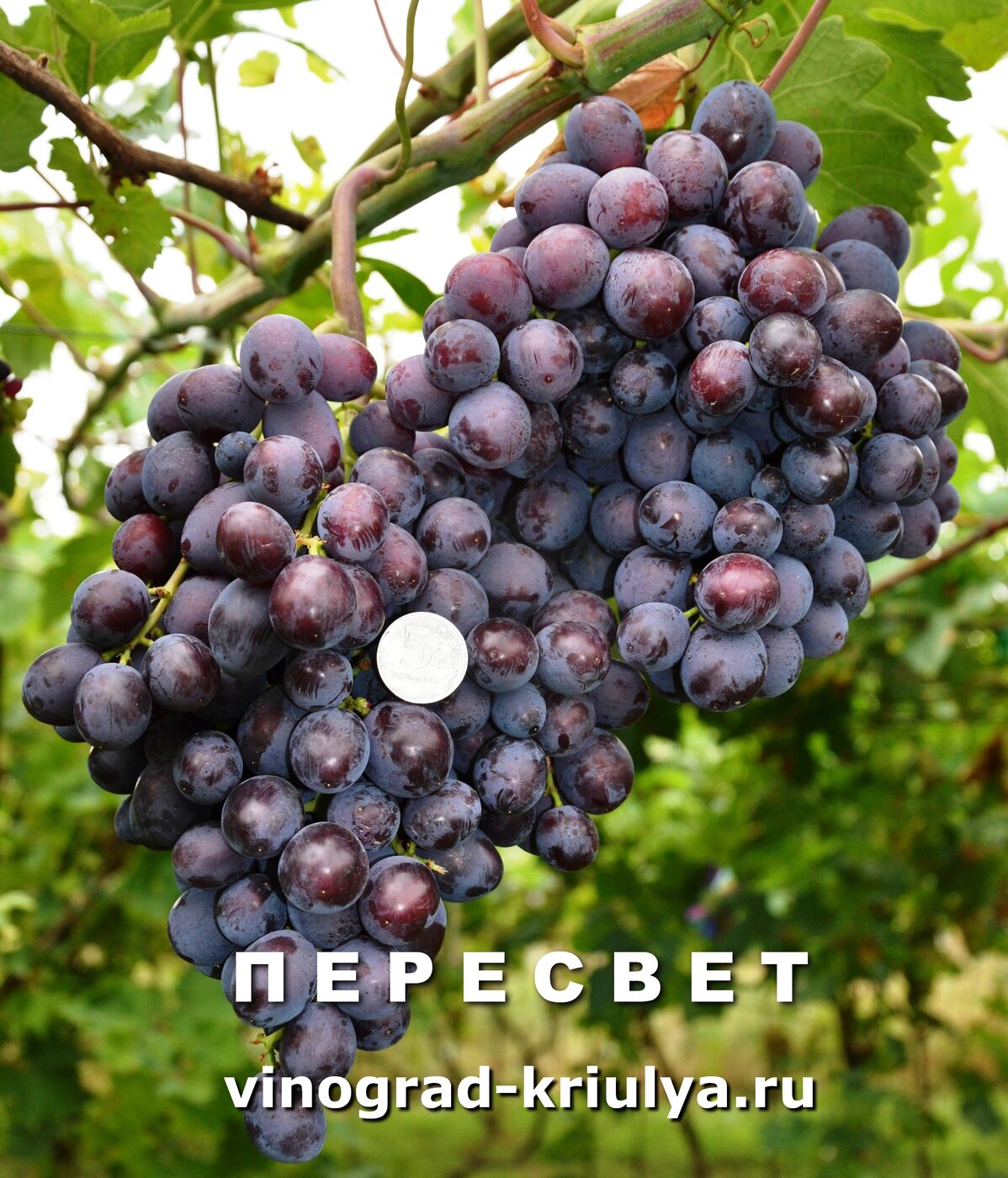 Подготовка почвы и удобрения