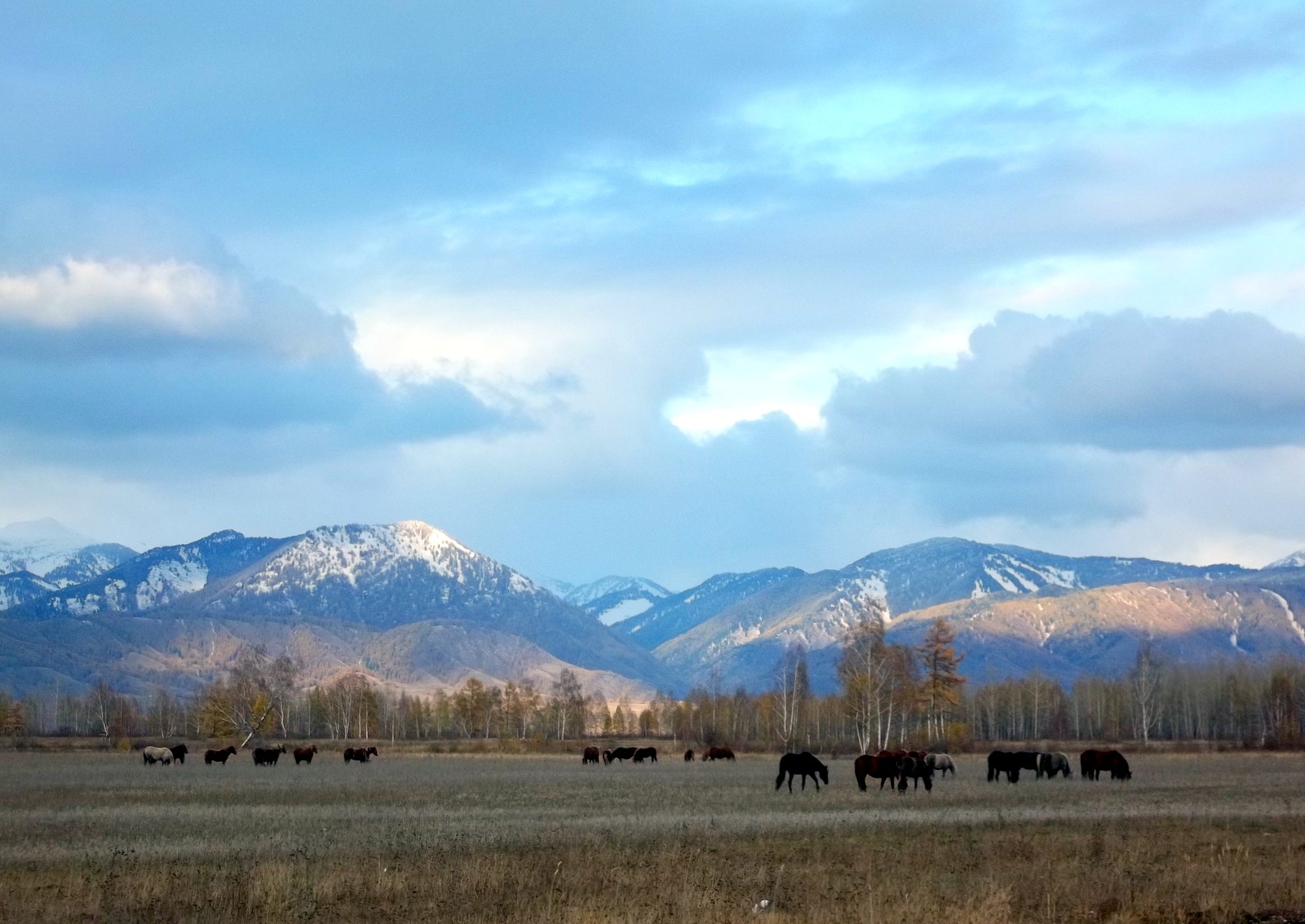 Лохматая ферма чемал фото