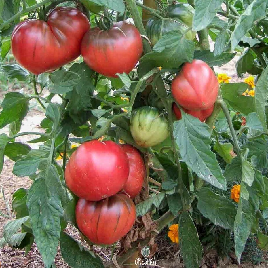 Seeds of Tomato Black heart of delirium (solanum lycopersicum) — 10 pcs