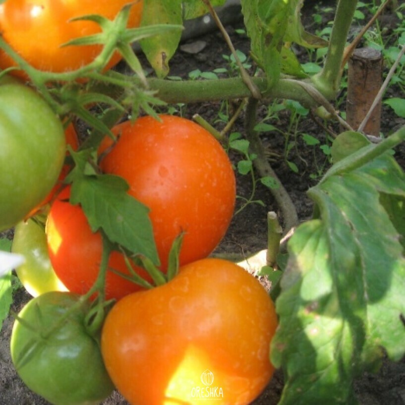 Seeds of Tomato Exotic fruit (solanum lycopersicum) — 10 pcs