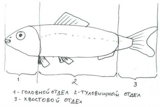 Рис. 5. Общий план внешнего строения костистой рыбы