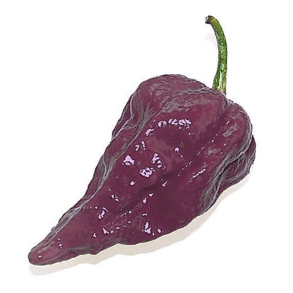 Острый перец jolokia purpurea семена || Питомник Орешка.