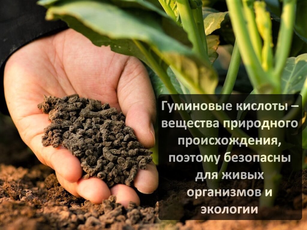 Фульвогуматовые кислоты в разы увеличивают урожай 