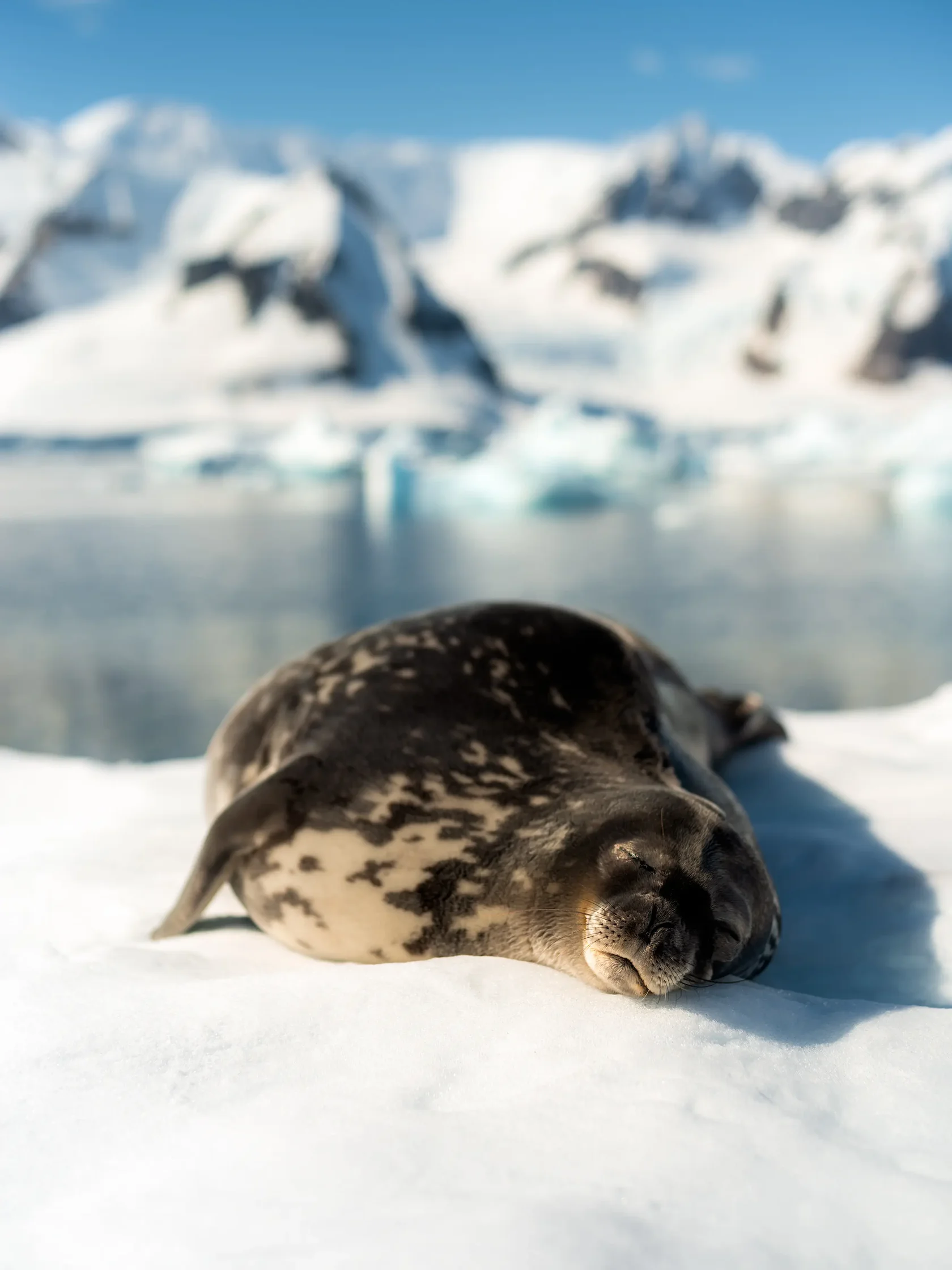 A Weddell seal resting peacefully on Antarctic snow surrounded by glaciers and floating icebergs. Seals are among the most iconic wildlife species of Antarctica and are frequently encountered during small-group sailing expeditions Zodiac landings and Anta