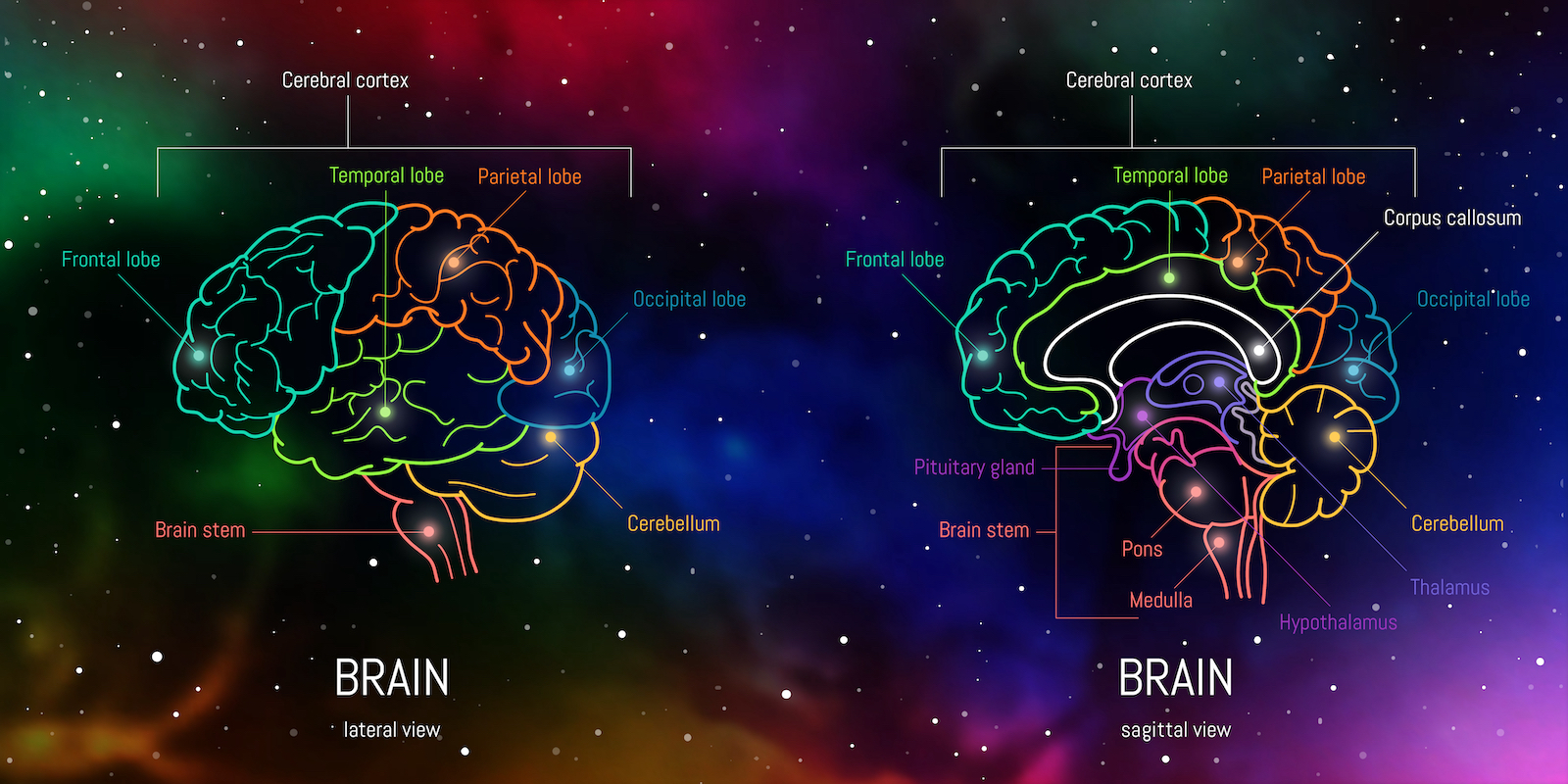 Как устроен мозг: основные отделы мозга и функции, которые они выполняют