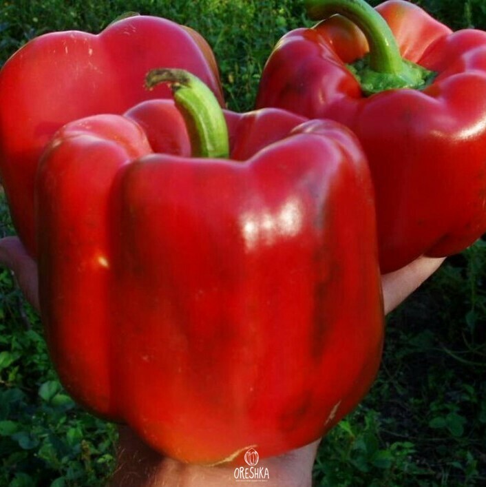 Seeds of Sweet pepper Hercules (Capsicum) — 10 pcs