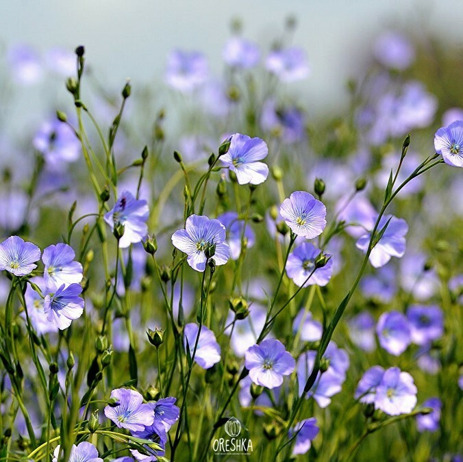 Seeds of Flax brown (Línum)