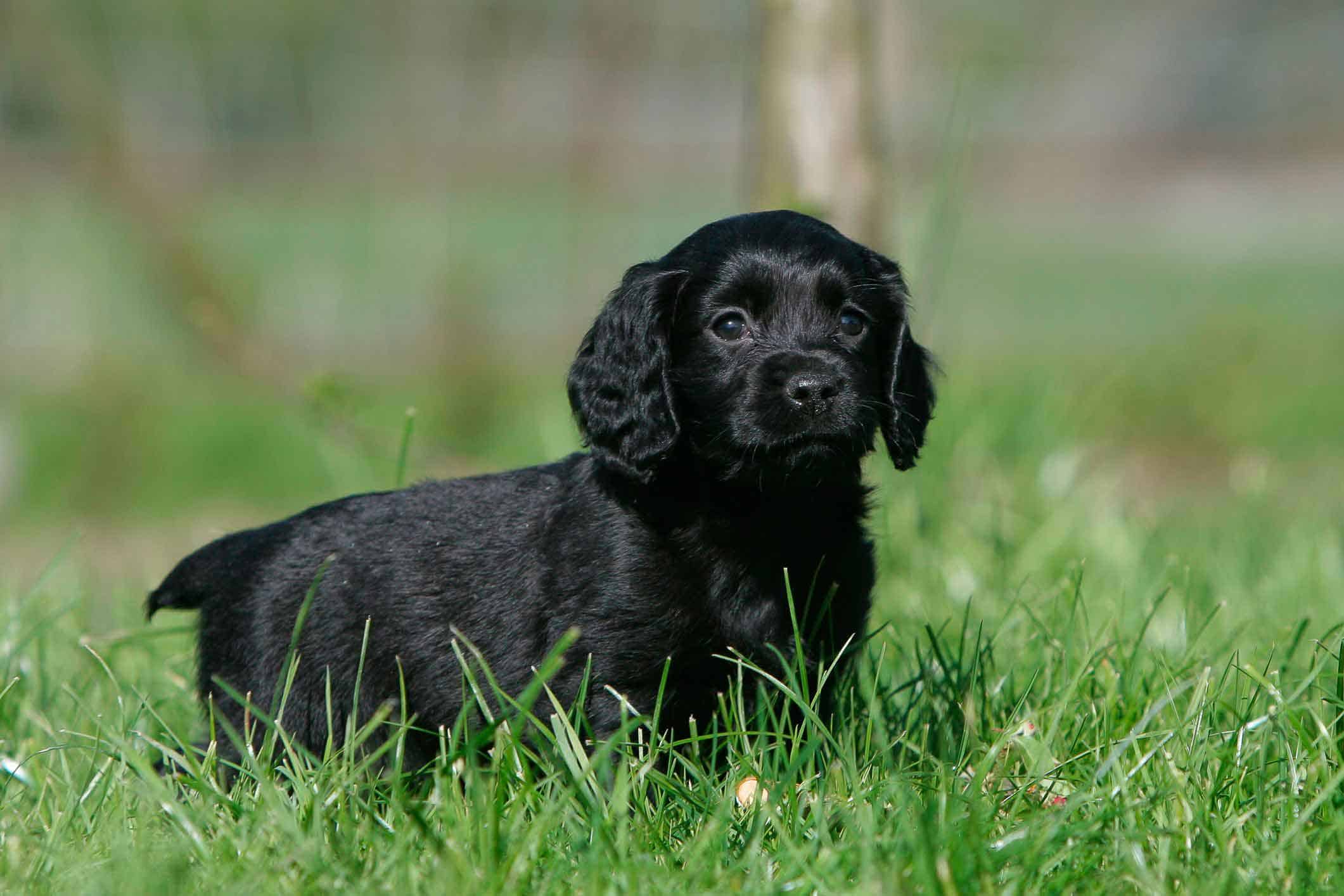 щенок спаниеля