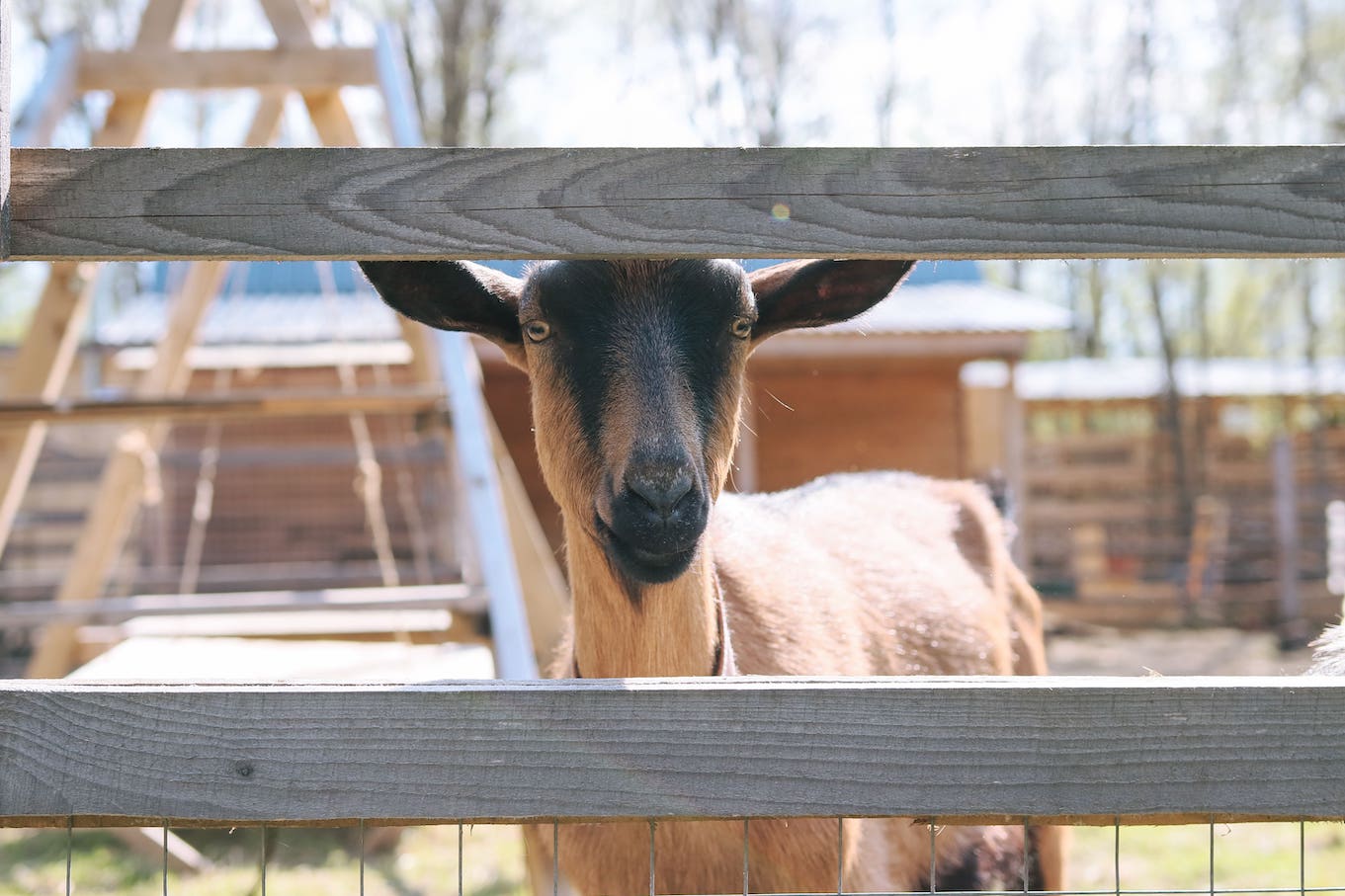 Ферма с животными в глэмпинге Под кронами в Подмосковье