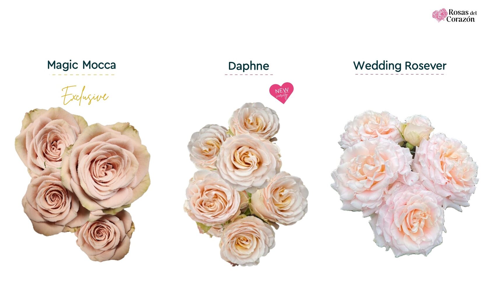 Magic Mocca, Daphne, Wedding Rosever
