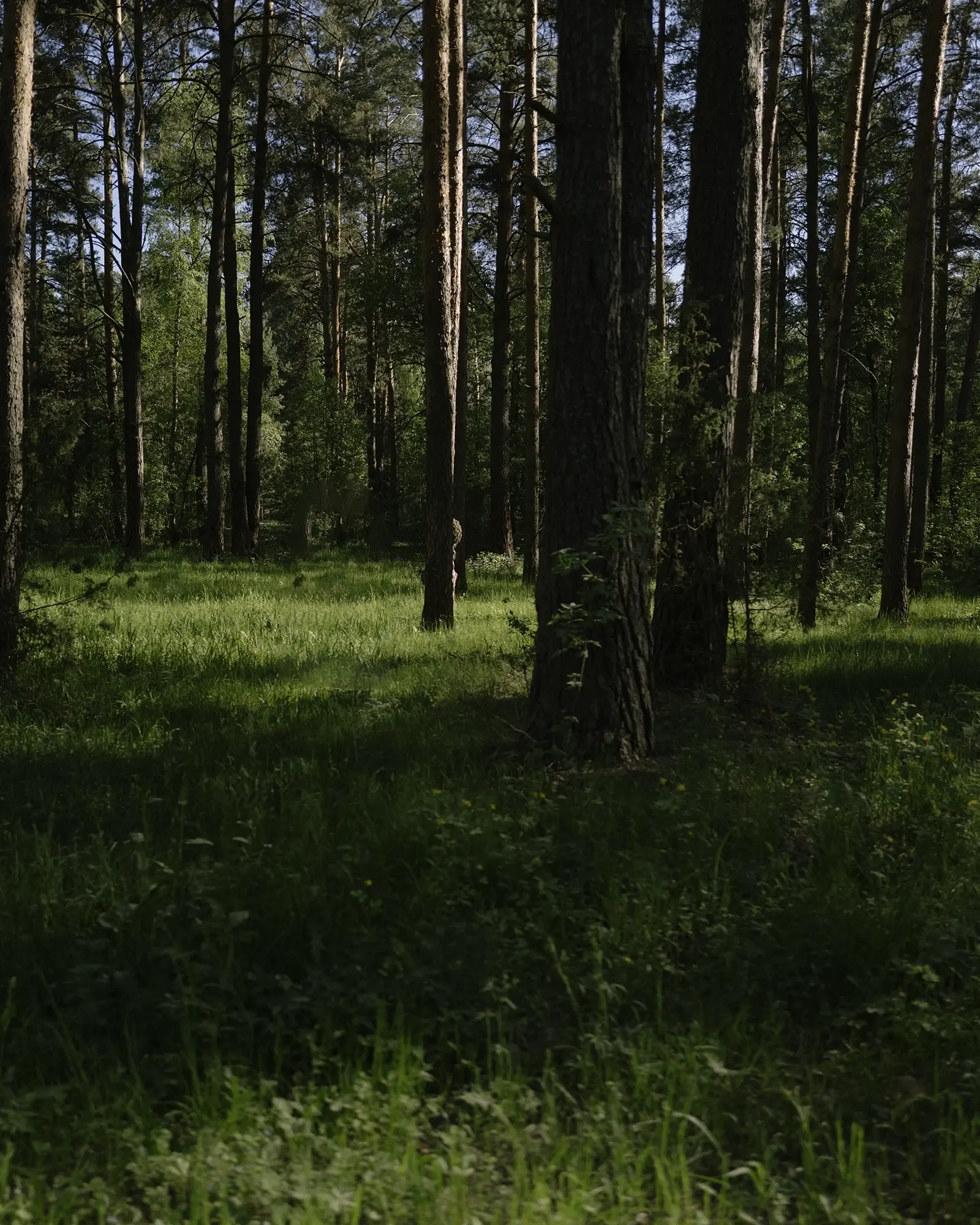 Лесная тишина