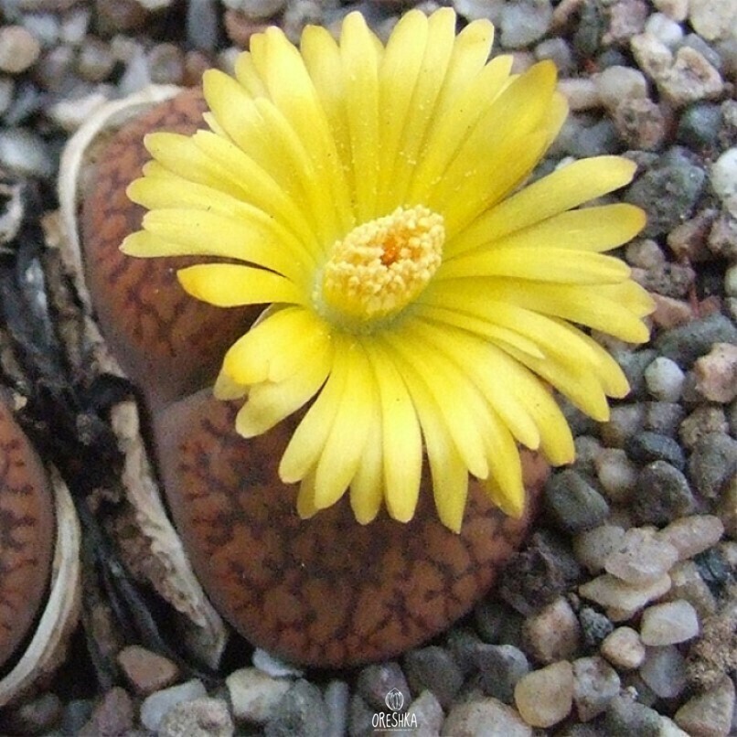Seeds of Succulent Lithops Aucampiae mix (Lithops Aucampiae mix) — 10 pcs