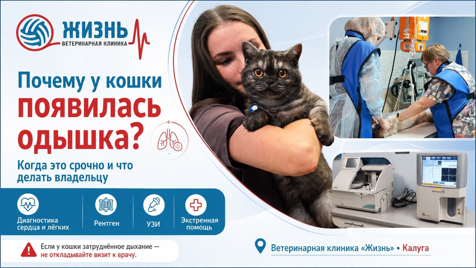 Ветерирнарный врач кардиолог в Калуге. Ветклиника в Калуге Жизнь.