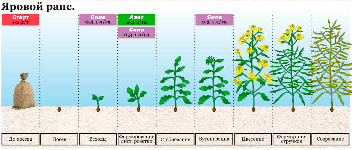 Фазы развития. Фазы развития рапса. Фазы развития рапса ярового. Период вегетации ярового рапса. Фазы созревания ярового рапса.