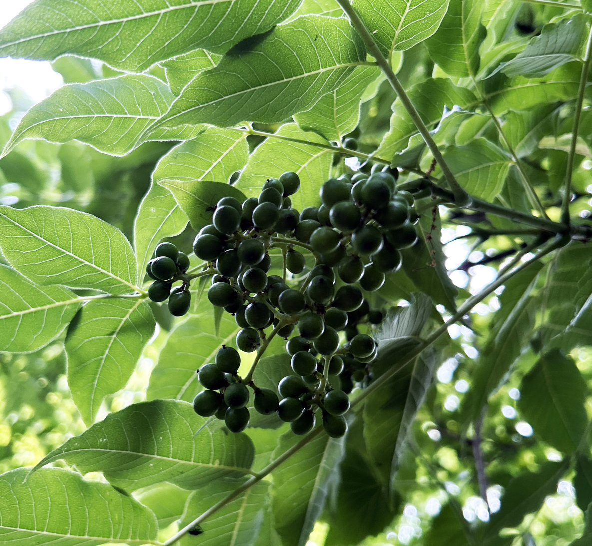 Приму бархат амурский