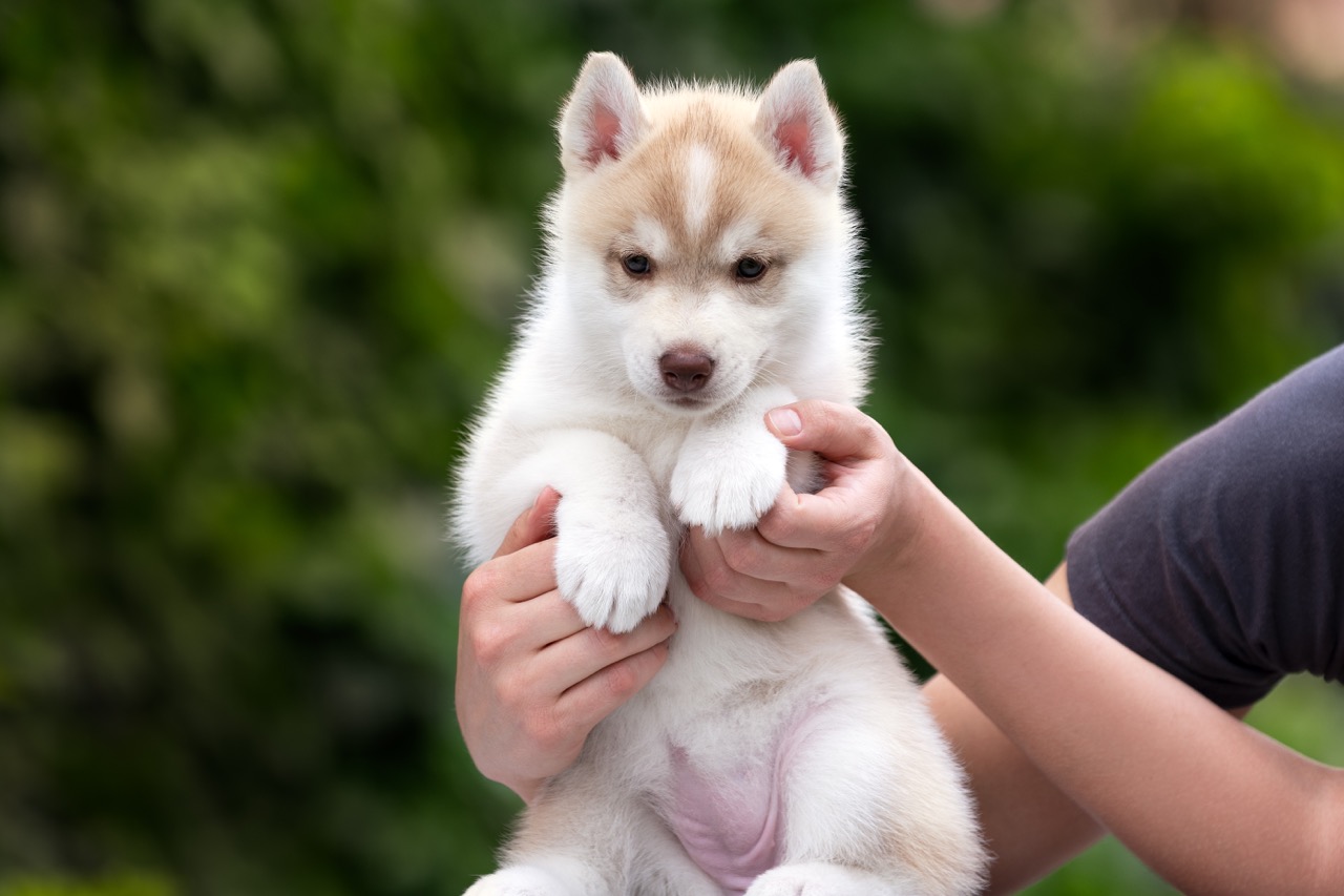 Siberian husky, puppy, girl, kennels, purebred, Hakuna Vota Yosemite, colors, brown eyes, light red and white, 5 weeks old, responsible breeding