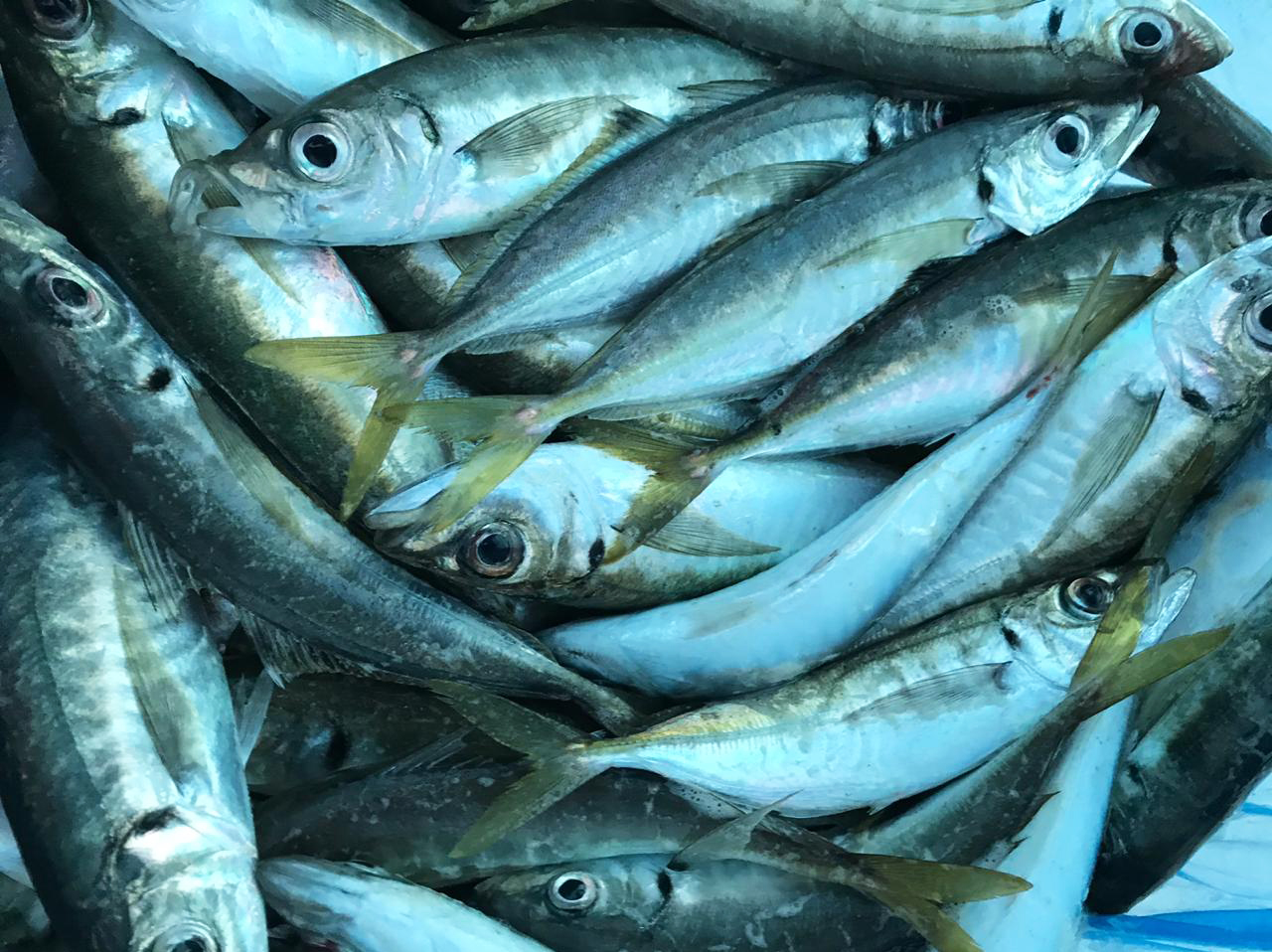 СКУМБРИЯ И СТАВРИДА — САМЫЕ МНОГОЧИСЛЕННЫЕ ХИЩНИКИ АДРИАТИКИ
