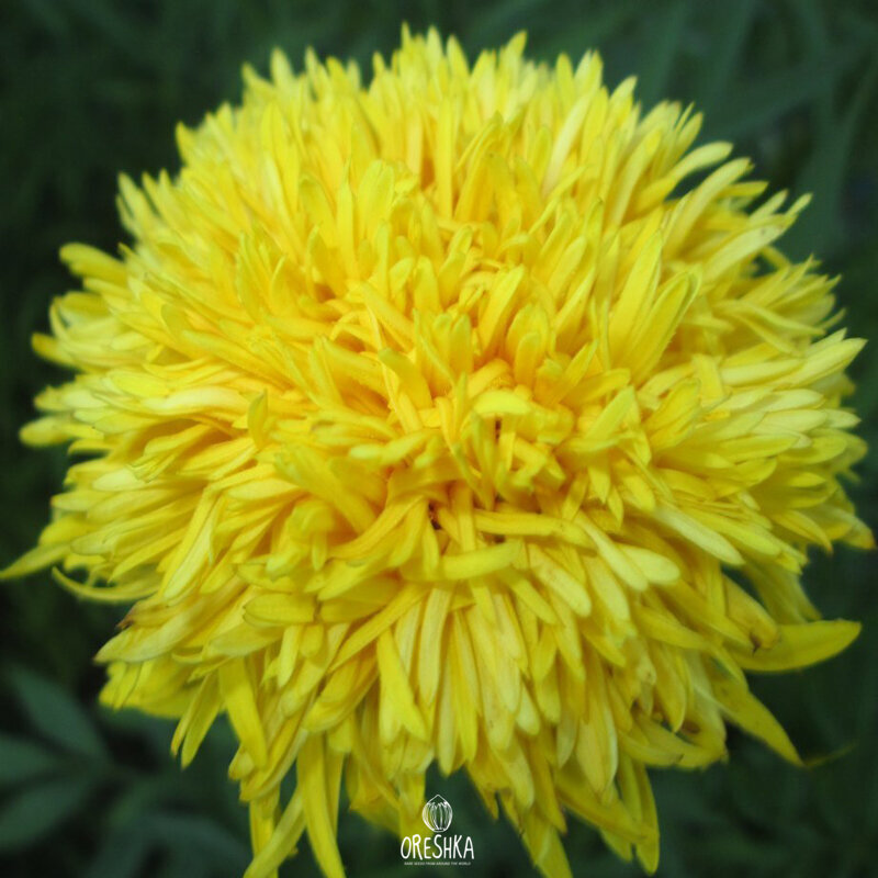 Seeds of Aster Golden chrysanthemum (Aster) — 50 pcs