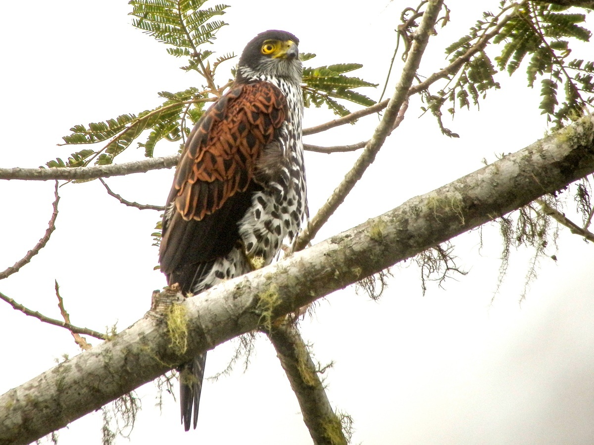 Роскошный ястреб (Erythrotriorchis buergersi). Фото:  Szabolcs Kókay