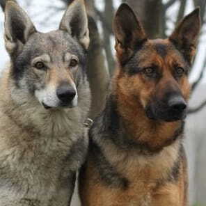 Волк и домашняя собака рядом - наглядное сравнение отличий между волком и собакой в питании и эволюции
