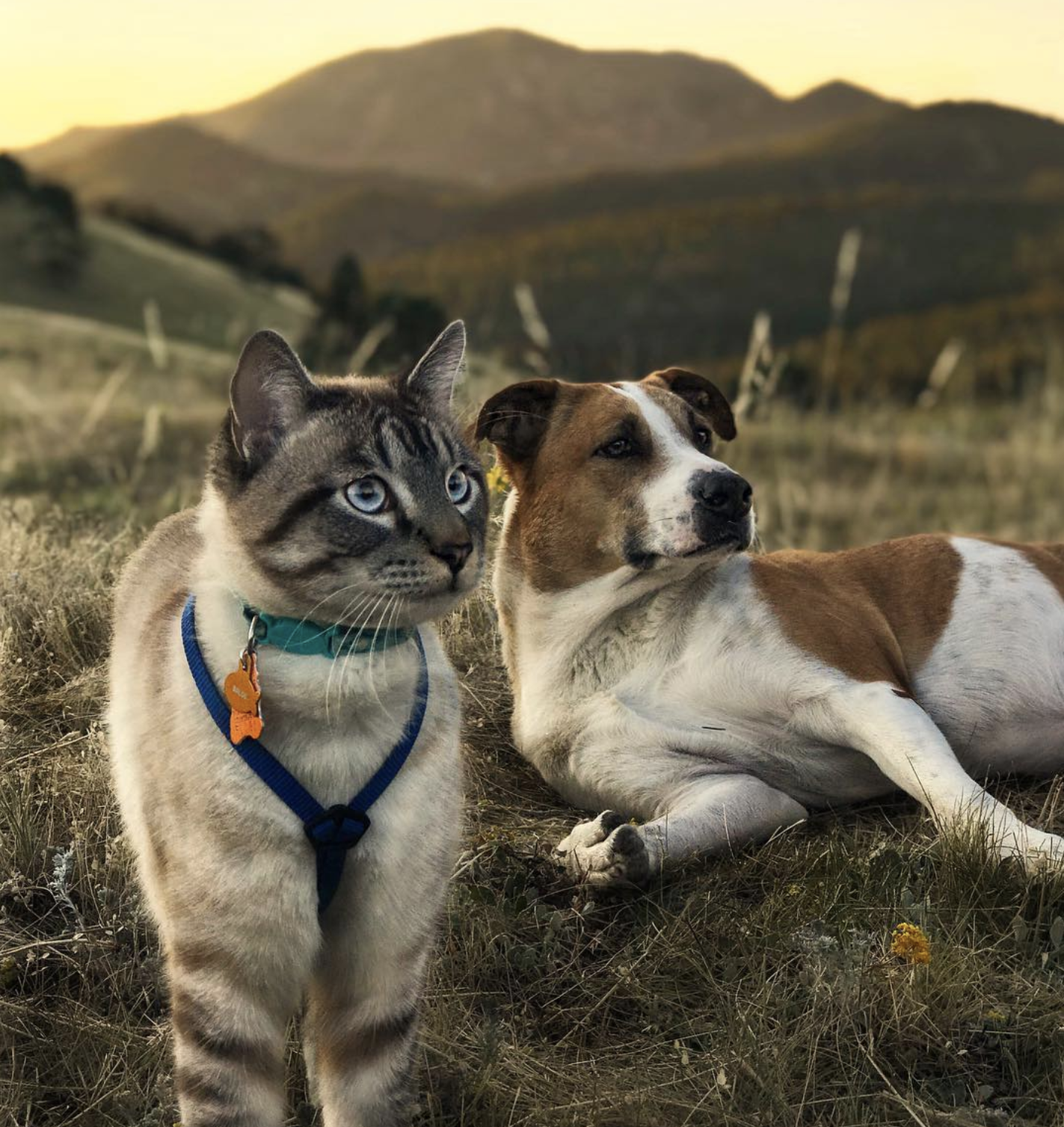 Cat in a dogs world. Кошки и собаки. Красивые собаки и кошки. Собака лето. Необычные кошки и собаки.