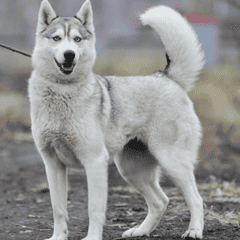 Собака Ляля