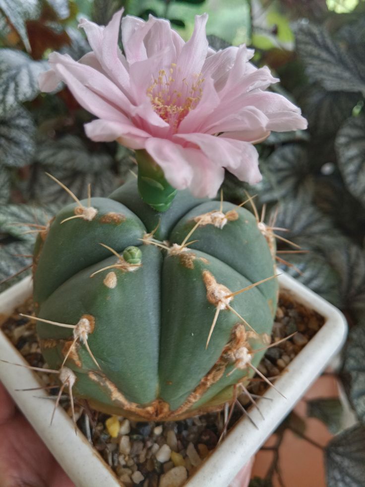 Succulent in ceramic pot