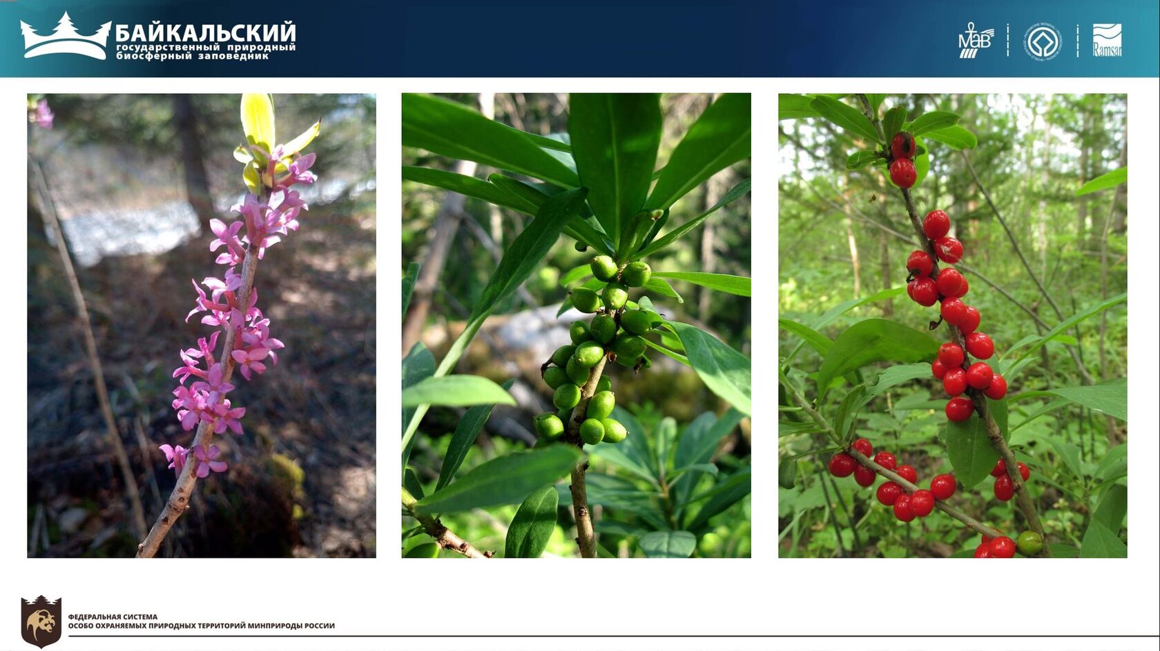 Байкальский заповедник