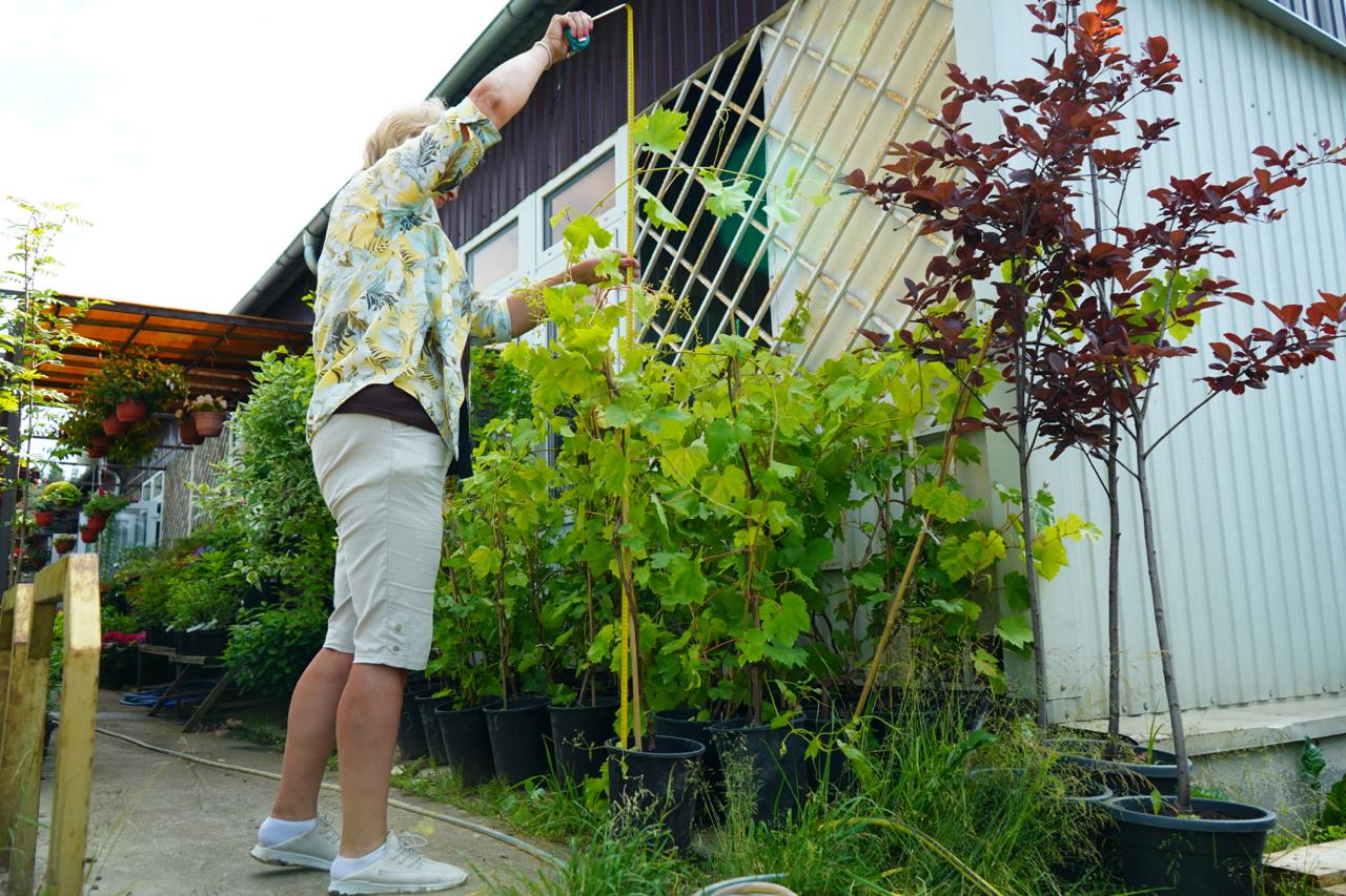 виноград саженцы 4 года