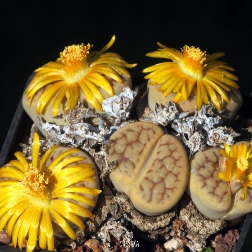 Seeds of Succulent Lithops schwantesii v. urikosensis C 075 (Lithops schwantesii v. urikosensis C 075) — 10 pcs