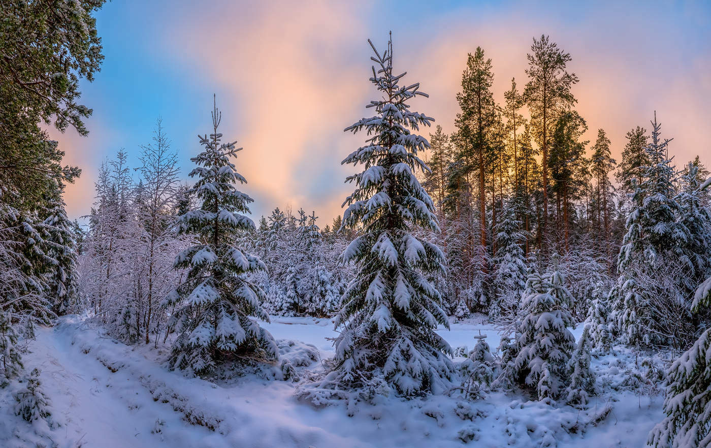 Зимний лес в Карелии