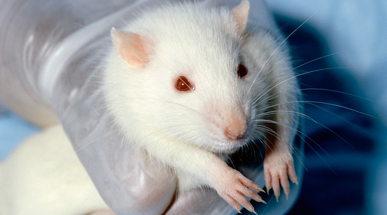 В ходе проведённого исследования на крысах выяснилось, что E171 может приводить к образованию предраковых новообразований.