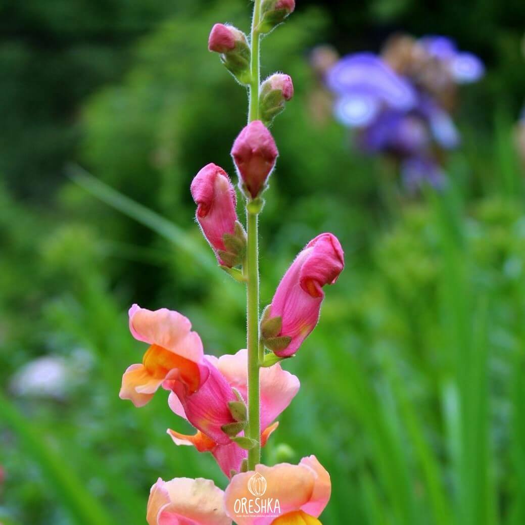 Seeds of dragon flowers (snapdragons, dog flower) (Antirrhinum) — 100 pcs