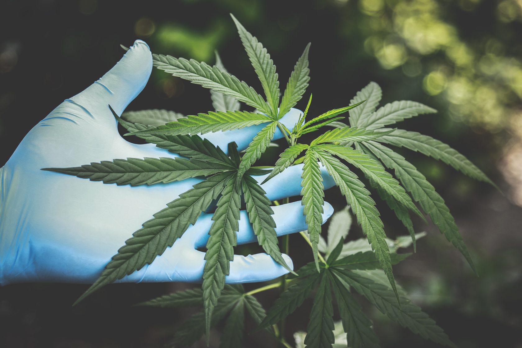 Сайты по выращиванию марихуаны конопля лекарственные свойства