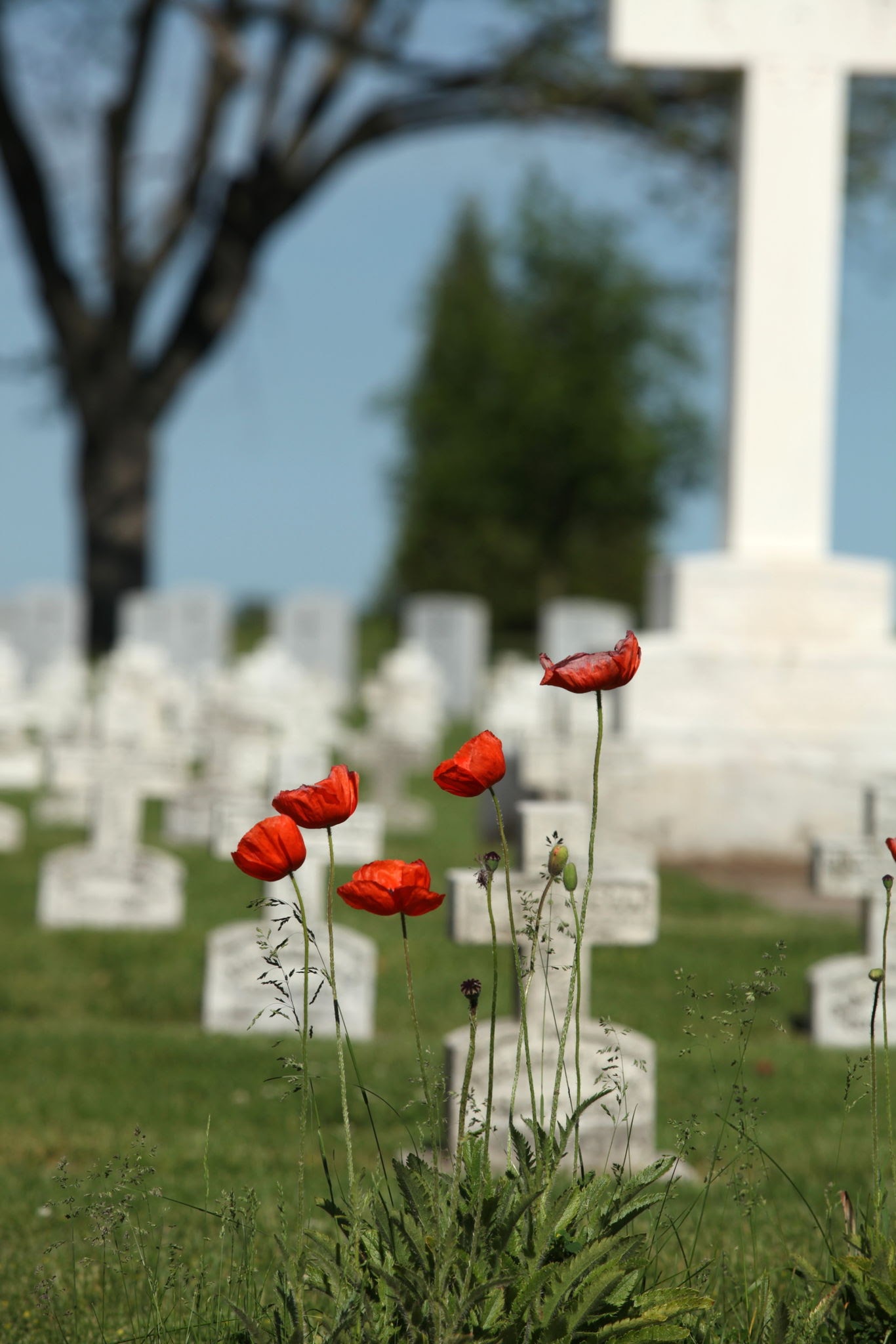 Красные полевые маки, растущие среди белых крестов на военном кладбище.